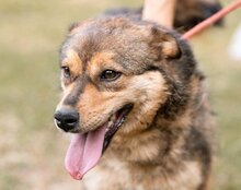 LIZZY, Hund, Mischlingshund in Kroatien