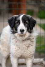 VENERA, Hund, Mischlingshund in Bulgarien