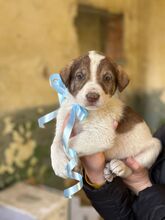 BRUNO, Hund, Mischlingshund in Bulgarien