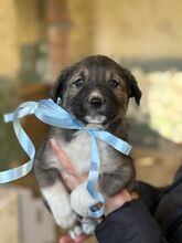 THEO, Hund, Mischlingshund in Bulgarien