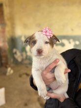 FRIEDA, Hund, Mischlingshund in Bulgarien