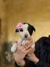 MINNIE, Hund, Mischlingshund in Bulgarien