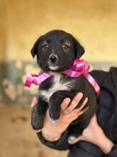 PERLA, Hund, Mischlingshund in Bulgarien