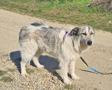 FREYA, Hund, Mischlingshund in Wedemark