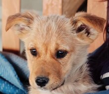 MERICA, Hund, Mischlingshund in Rumänien