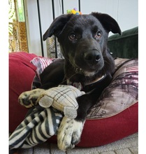 MORITZ, Hund, Mischlingshund in Puchheim