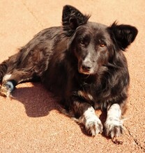 MINA, Hund, Mischlingshund in Rumänien