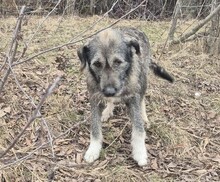 ELSA, Hund, Mischlingshund in Rumänien