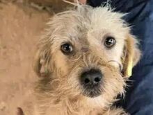 ABBY, Hund, Mischlingshund in Köln