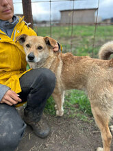 JOLINE, Hund, Mischlingshund in Rumänien