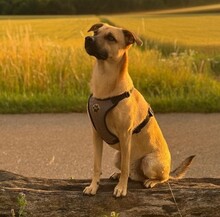 KUNO, Hund, Mischlingshund in Kallmünz
