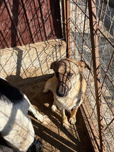 FRANZI, Hund, Mischlingshund in Rumänien