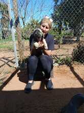 MUCK, Hund, Mischlingshund in Spanien