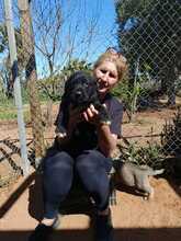 MOON, Hund, Mischlingshund in Spanien