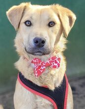 ELBA, Hund, Mischlingshund in Rumänien