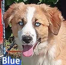 BLUE, Hund, Mischlingshund in Griechenland