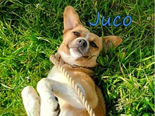 JUCO, Hund, Mischlingshund in Griechenland