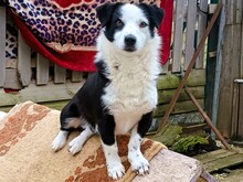 PRINCE4, Hund, Mischlingshund in Griechenland