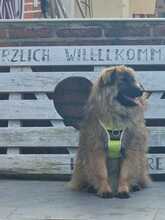 MIRCO, Hund, Mischlingshund in Steinberg