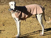 NACAR, Hund, Galgo Español in Spanien