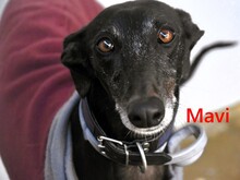 MAVI, Hund, Galgo Español in Spanien