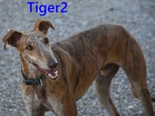 TIGER2, Hund, Galgo Español in Spanien