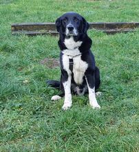 JIMMY, Hund, Mischlingshund in Rommerskirchen