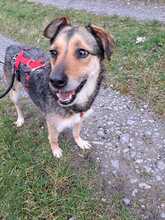 ROMY, Hund, Mischlingshund in Grünsfeld