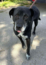 YURI, Hund, Mischlingshund in Kroatien