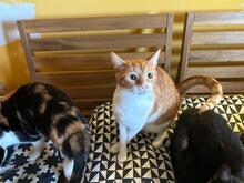 BARBOS, Katze, Hauskatze in Spanien