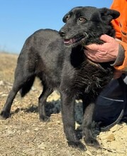 NORI, Hund, Mischlingshund in Rumänien