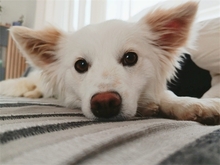 KATNISS, Hund, Mischlingshund in Illertissen