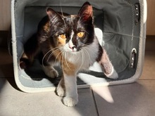 MAURA, Katze, Hauskatze in Zypern