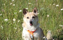 PICCOLINA, Hund, Mischlingshund in Meckenbeuren