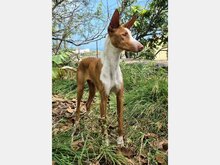 BILBAO, Hund, Podeguero in Spanien