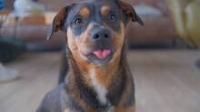 RIA, Hund, Dackel-Mix in Tornesch