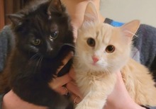 ELLA, Katze, ELH-Mix in Bulgarien