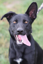 HEIDI, Hund, Mischlingshund in Ungarn