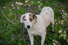 KIRA, Hund, Mischlingshund in Kroatien