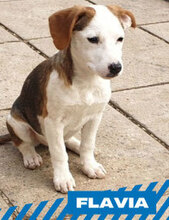 FLAVIA, Hund, Mischlingshund in Bulgarien