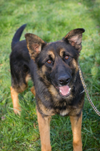DINERO, Hund, Deutscher Schäferhund-Mix in Kroatien