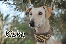 KISKA, Hund, Galgo Español in Essingen