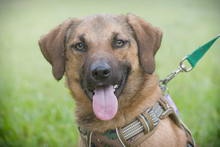 SWEET, Hund, Mischlingshund in Portugal