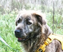 NIRVANA, Hund, Mischlingshund in Portugal