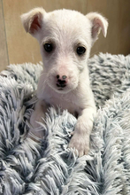 JIN, Hund, Mischlingshund in Kroatien