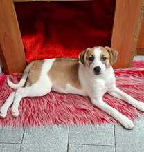 LEO, Hund, Mischlingshund in Bulgarien