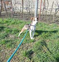 ISABELLA, Hund, Mischlingshund in Bulgarien