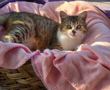 SISI, Katze, Europäisch Kurzhaar in Bulgarien