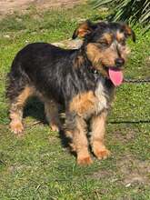 LORI, Hund, Mischlingshund in Bulgarien