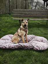 SYDNEY, Hund, Mischlingshund in Minfeld